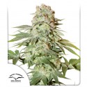 Auto Power Plant® Feminisierte Autoflower-Samen kaufen | Dutch Passion DE