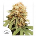 Compra semillas feminizadas White Widow® | Dutch Passion ES