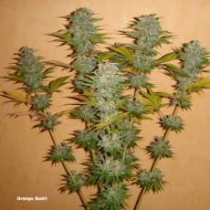 Compra Orange Bud® Semillas Feminizadas | Dutch Passion Compra Orange Bud® Semillas Feminizadas | Dutch Passion