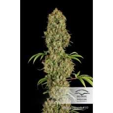 Jorge’s Diamonds #1® Cannabis Seeds (Discontinued) | Dutch Passion