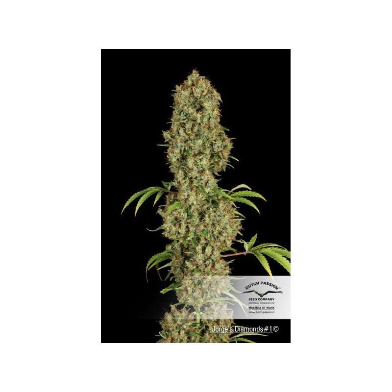 Jorge’s Diamonds #1® Cannabis Seeds (Discontinued) | Dutch Passion