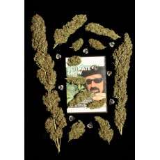 Jorge’s Diamonds #1® Cannabis Seeds (Discontinued) | Dutch Passion