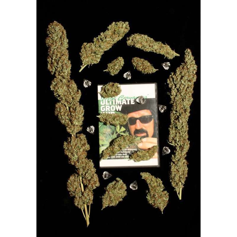 Jorge’s Diamonds #1® Cannabis Seeds (Discontinued) | Dutch Passion