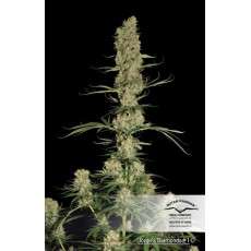 Jorge’s Diamonds #1® Cannabis Seeds (Discontinued) | Dutch Passion