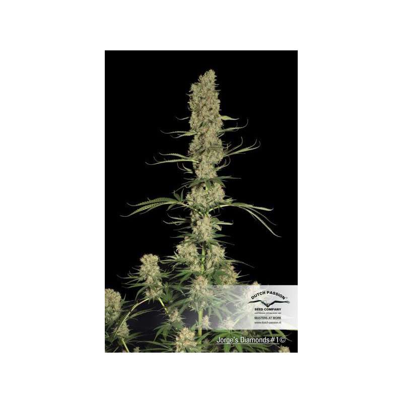 Jorge’s Diamonds #1® Cannabis Seeds (Discontinued) | Dutch Passion