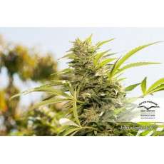 Jorge’s Diamonds #1® Cannabis Seeds (Discontinued) | Dutch Passion