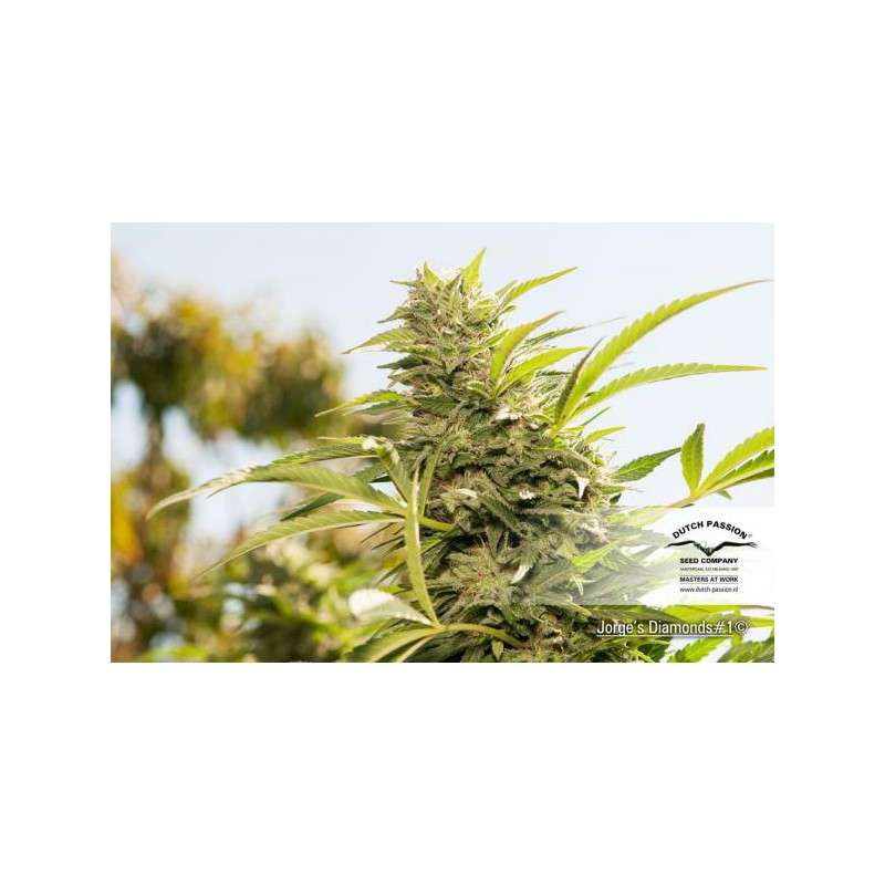 Jorge’s Diamonds #1® Cannabis Seeds (Discontinued) | Dutch Passion