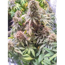 Compra Passion Fruit® Semillas Feminizadas | Dutch Passion Compra Passion Fruit® Semillas Feminizadas | Dutch Passion