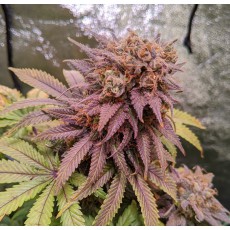 Compra Passion Fruit® Semillas Feminizadas | Dutch Passion Compra Passion Fruit® Semillas Feminizadas | Dutch Passion