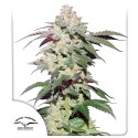 Skywalker Haze® Feminisiertes Saatgut kaufen | Dutch Passion DE