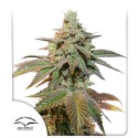 Buy Auto Kerosene Krash® Feminised Seeds | Dutch Passion UK