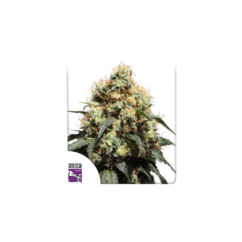 Bruce Lemon Diesel