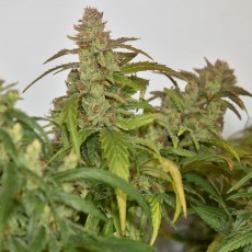 CBG-Force® CBG-Force®