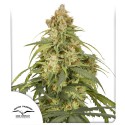 Buy Auto CBD-Victory® Feminised Seeds | Dutch Passion UK