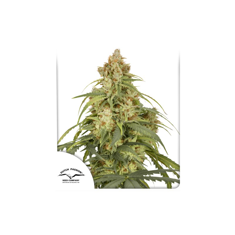 Buy Auto CBD-Victory® Feminised Seeds | Dutch Passion UK