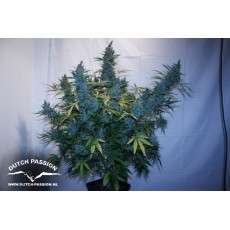 Tundra #2® Cannabis Seeds (Discontinued) | Dutch Passion