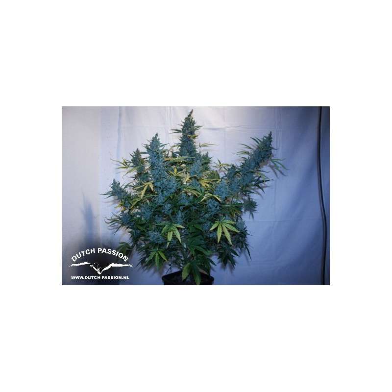 Tundra #2® Cannabis Seeds (Discontinued) | Dutch Passion