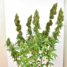 Buy THC-Victory ® Feminised Seeds | Dutch Passion UK Buy THC-Victory ® Feminised Seeds | Dutch Passion UK