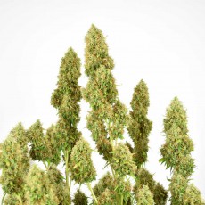 Buy THC-Victory ® Feminised Seeds | Dutch Passion UK Buy THC-Victory ® Feminised Seeds | Dutch Passion UK