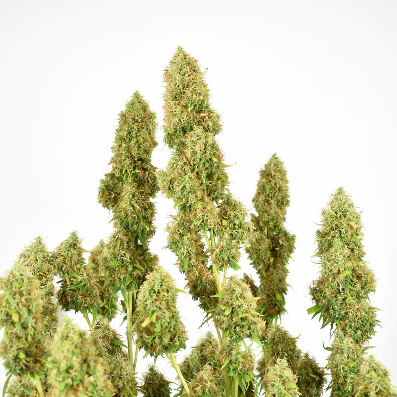 Buy THC-Victory ® Feminised Seeds | Dutch Passion UK Buy THC-Victory ® Feminised Seeds | Dutch Passion UK