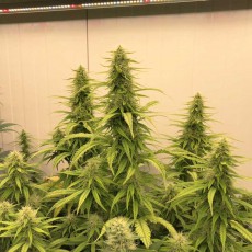 Buy THC-Victory ® Feminised Seeds | Dutch Passion UK Buy THC-Victory ® Feminised Seeds | Dutch Passion UK