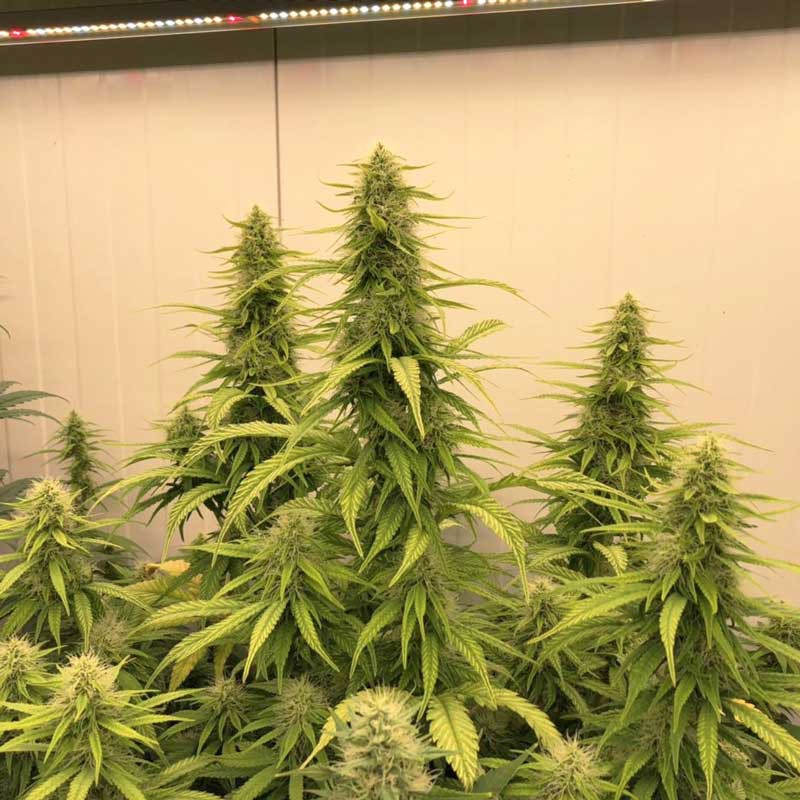 Buy THC-Victory ® Feminised Seeds | Dutch Passion UK Buy THC-Victory ® Feminised Seeds | Dutch Passion UK