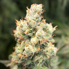 Auto Orange Bud® - Semillas Cannabis Autoflorecientes | Dutch Passion Auto Orange Bud® - Semillas Cannabis Autoflorecientes | Dutch Passion