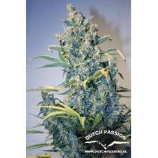 Tundra #2® Cannabis Seeds (Discontinued) | Dutch Passion