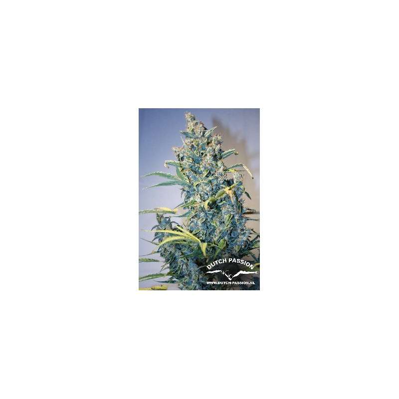 Tundra #2® Cannabis Seeds (Discontinued) | Dutch Passion