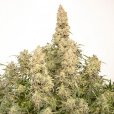 Auto Orange Bud® - Semillas Cannabis Autoflorecientes | Dutch Passion Auto Orange Bud® - Semillas Cannabis Autoflorecientes | Dutch Passion