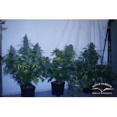 Tundra #2® Cannabis Seeds (Discontinued) | Dutch Passion
