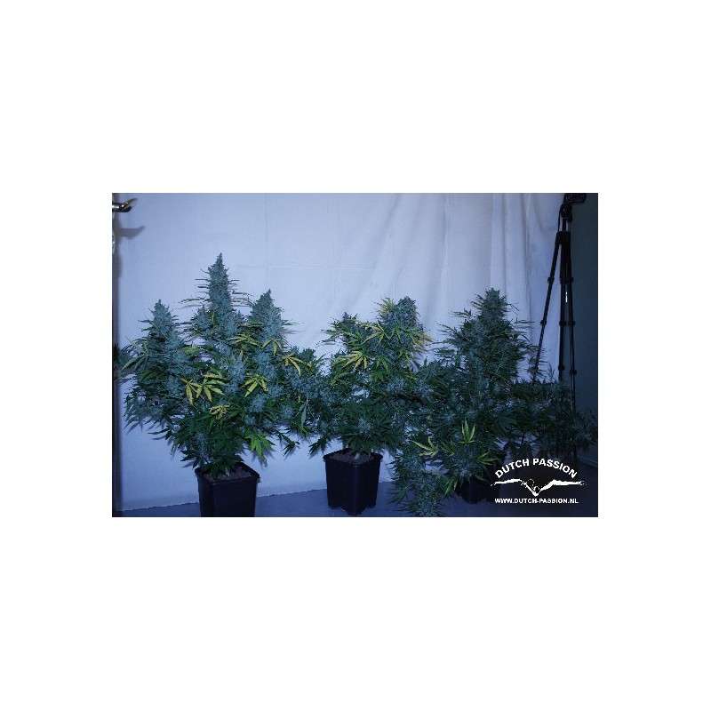 Tundra #2® Cannabis Seeds (Discontinued) | Dutch Passion