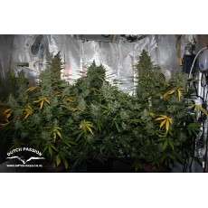 Tundra #2® Cannabis Seeds (Discontinued) | Dutch Passion