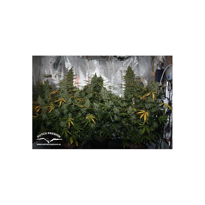 Tundra #2® Cannabis Seeds (Discontinued) | Dutch Passion