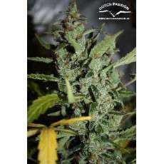 Tundra #2® Cannabis Seeds (Discontinued) | Dutch Passion