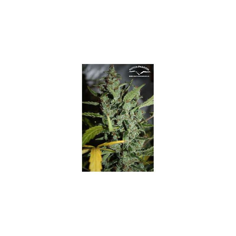 Tundra #2® Cannabis Seeds (Discontinued) | Dutch Passion
