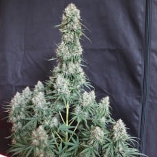 Buy Auto Blueberry® Autoflower Cannabis Seeds | Dutch Passion UK Buy Auto Blueberry® Autoflower Cannabis Seeds | Dutch Passion UK