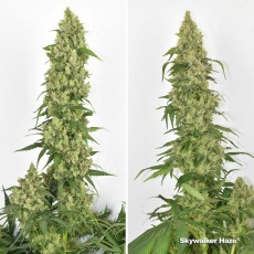 Kup feminizowane nasiona Skywalker Haze® | Dutch Passion PL Kup feminizowane nasiona Skywalker Haze® | Dutch Passion PL