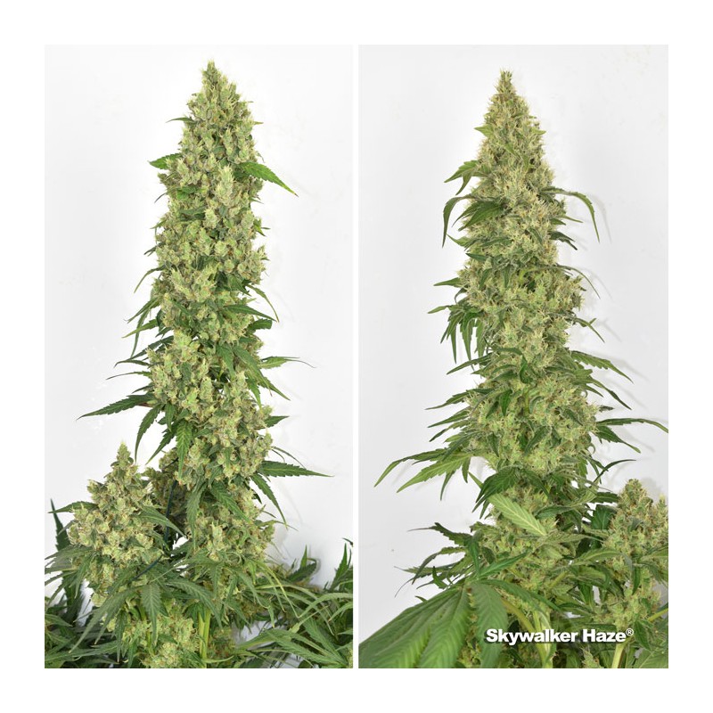 Kup feminizowane nasiona Skywalker Haze® | Dutch Passion PL Kup feminizowane nasiona Skywalker Haze® | Dutch Passion PL