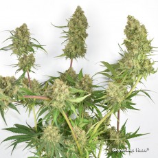 Kup feminizowane nasiona Skywalker Haze® | Dutch Passion PL Kup feminizowane nasiona Skywalker Haze® | Dutch Passion PL