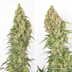 Kup nasiona Amsterdam Amnesia® | Dutch Passion PL Kup nasiona Amsterdam Amnesia® | Dutch Passion PL