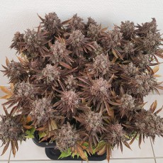 Comprar Critical Orange Punch® Semillas Feminizadas | Dutch Passion Comprar Critical Orange Punch® Semillas Feminizadas | Dutch Passion
