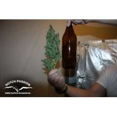 Tundra #2® Cannabis Seeds (Discontinued) | Dutch Passion