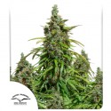 Buy Auto Mazar® Autoflower Cannabis Seeds | Dutch Passion UK