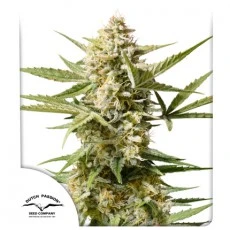 Auto Cinderella Jack® - Autoflower Cannabis-Samen | Dutch Passion DE