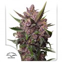 Auto Blackberry Kush® - Autoflower Cannabis Seeds | Dutch Passion UK