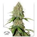 Buy Auto Brooklyn Sunrise® Cannabis Seeds | Dutch Passion UK