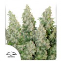 Buy Auto Think Different® Autoflower Cannabis Seeds | Dutch Passion UK
