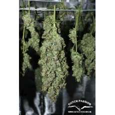 Tundra #2® Cannabis Seeds (Discontinued) | Dutch Passion