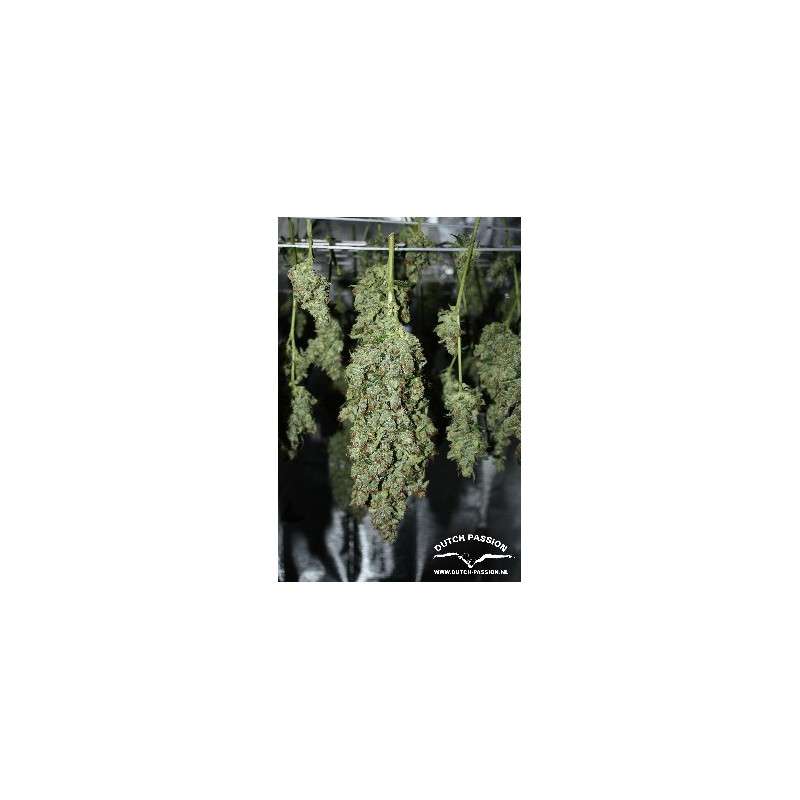 Tundra #2® Cannabis Seeds (Discontinued) | Dutch Passion